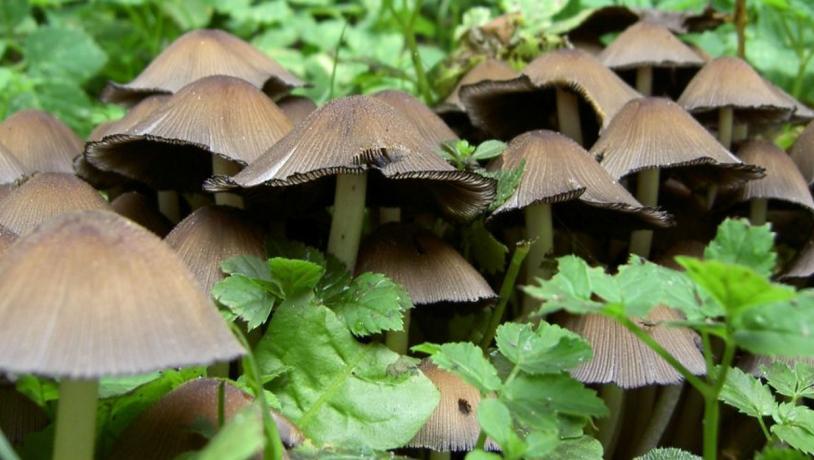 Closeup-billede af en masse svampe i skoven.