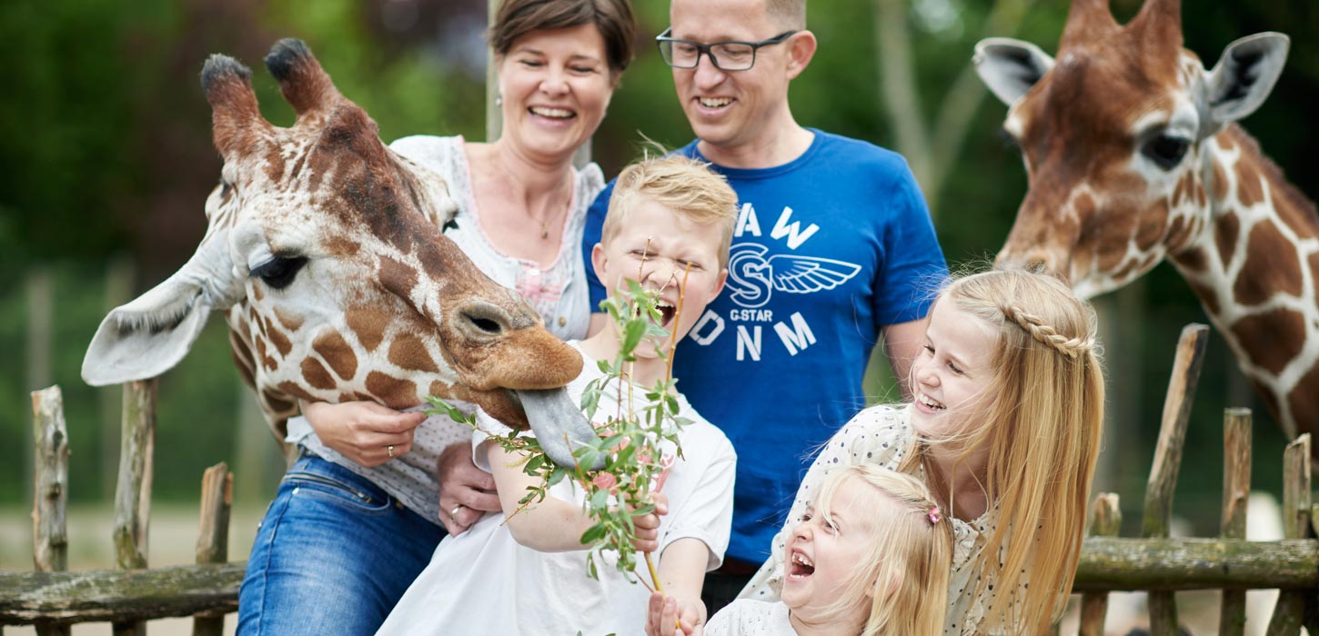En dreng fodrer en giraf, mens en kvinde, en mand og to piger griner og kigger på.
