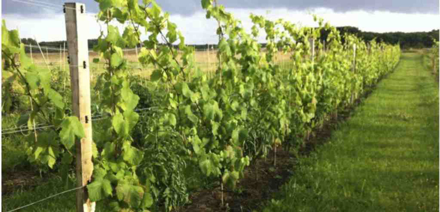 Grønne vinranker fotograferet up-close