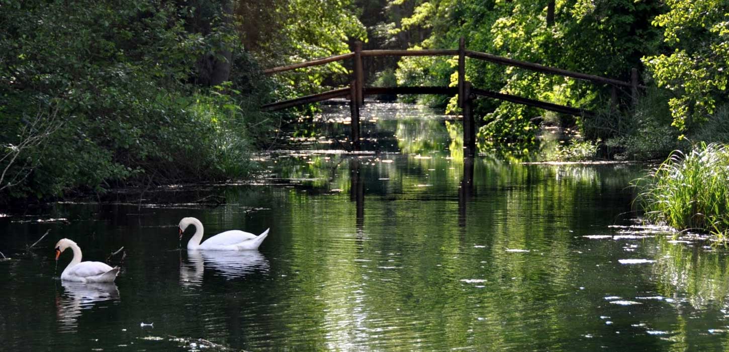 To hvide svaner svømmer rundt på mørkegrønt vand. I baggrunden ses en gangbro og smukke træer hænger ud over vandet.