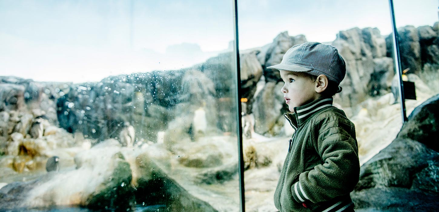 En lille dreng med grøn jakke og kasket står med hænderne i lommerne og kigger på pingviner i et glasbur.  