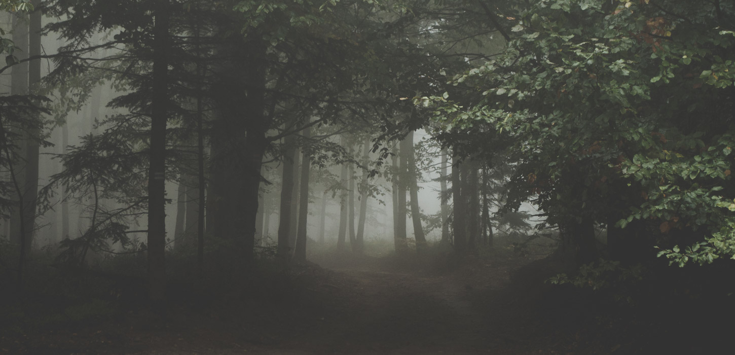 Mørk uhyggelig skov med tåge.