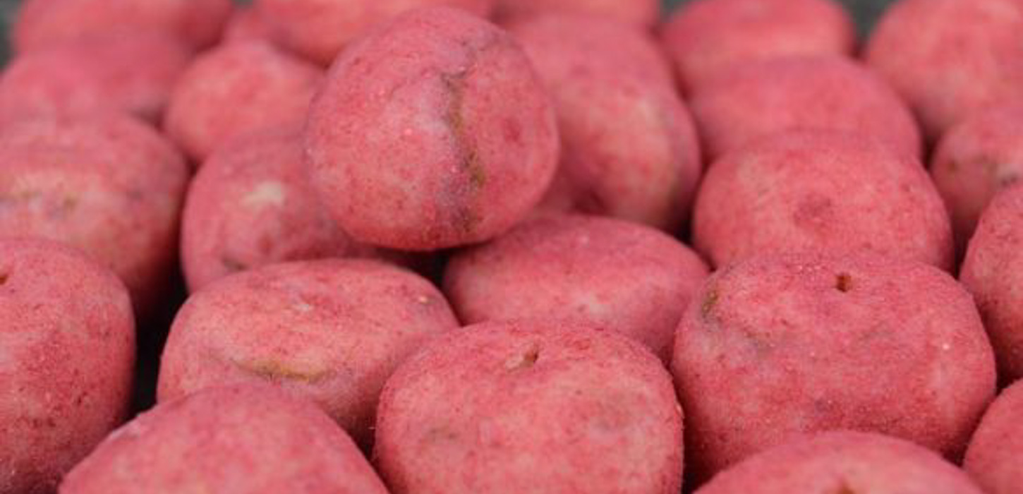 Det Søde Liv - Den Fynske Chokoladerute