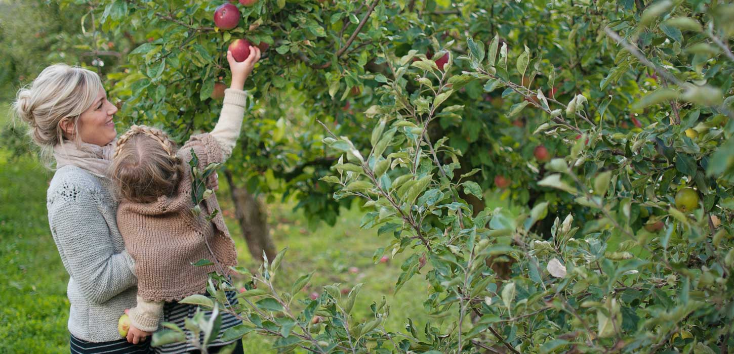 Kvinde og barn plukker rødt æble fra æbletræ.