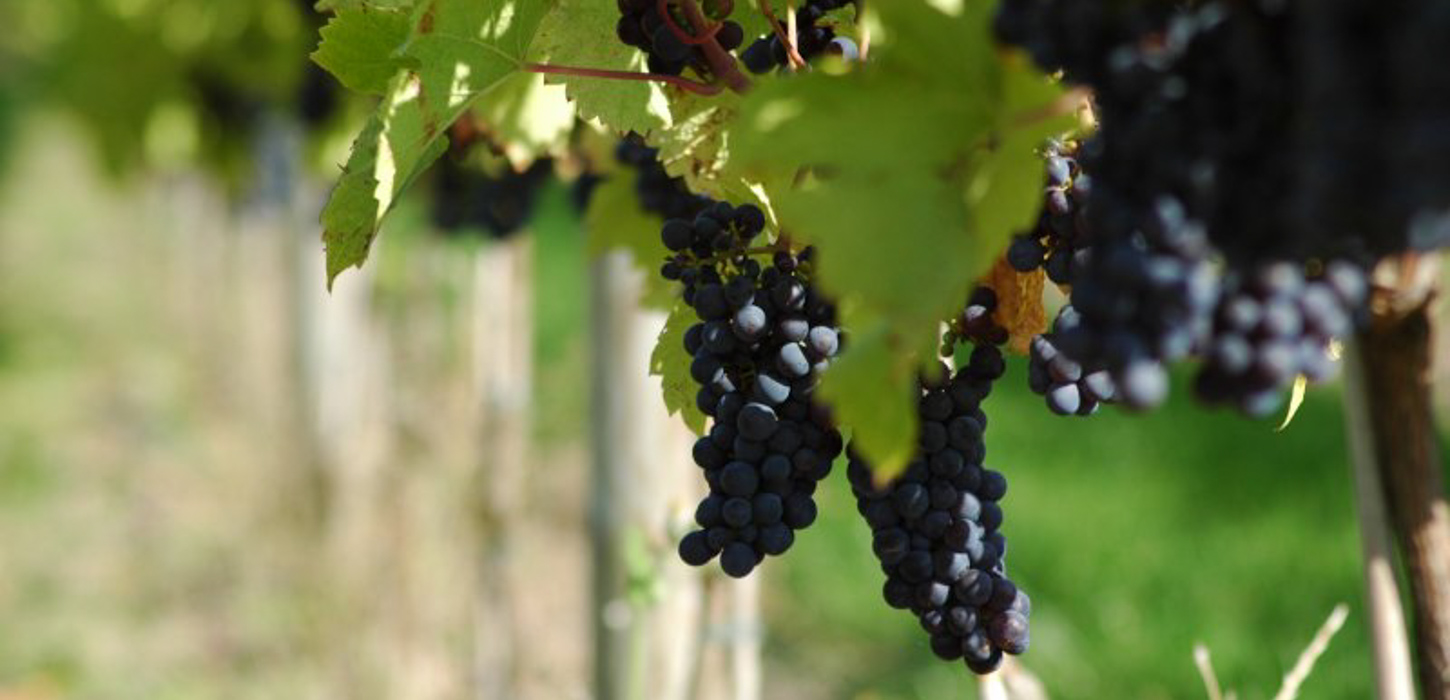 Vinrute - Vandring & Vin 