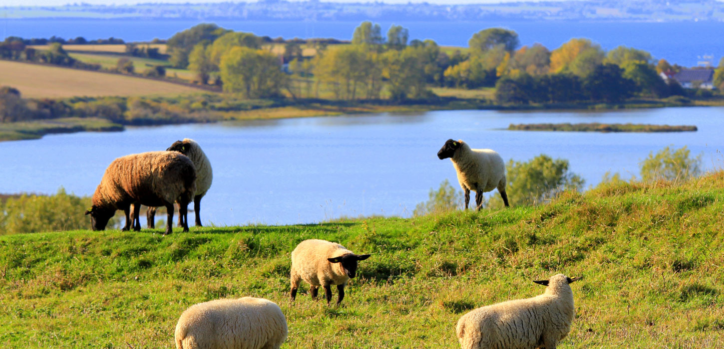 Seks græssende får i forgrunden. I baggrunden ses en sø omringet af natur.