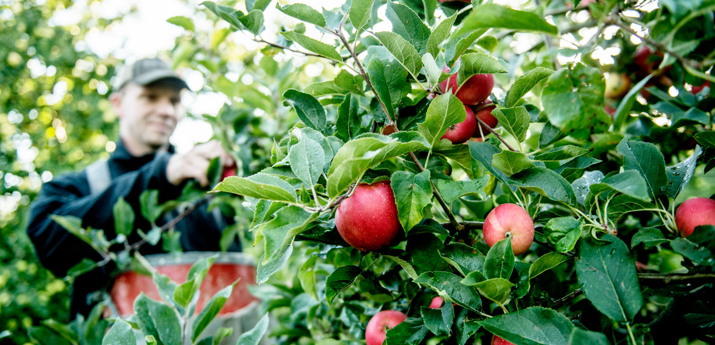 I forgrunden ses grenene fra et æbletræ. Det er fyldt med røde æbler og grønne blade. Sløret i bagrunden står en mand og plukker æbler. 