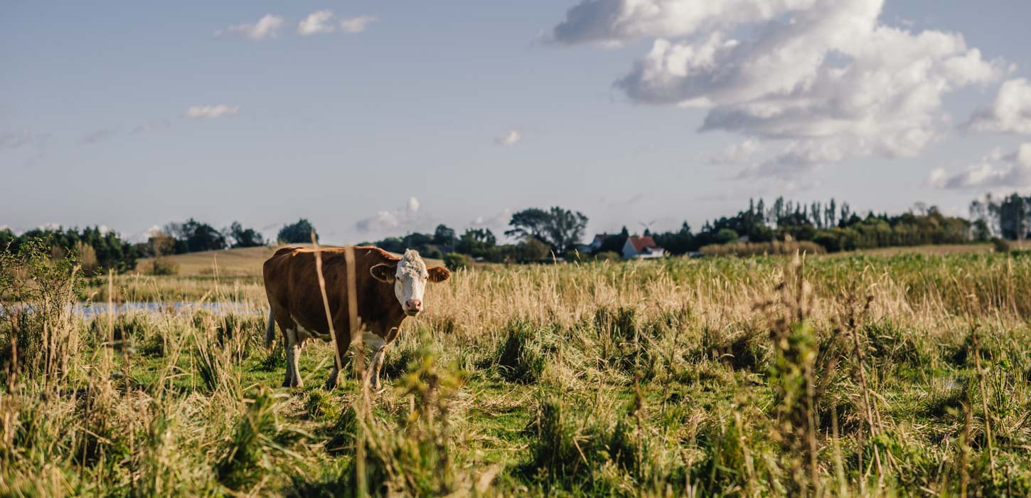 En brun ko med hvidt hoved står midt i en grøn græsmark og kigger mod kameraet.