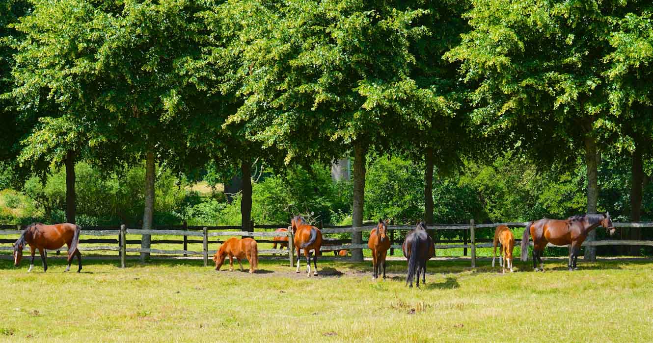 På en helt grøn græsmark står otte heste og græsser. Bag dem adskiller et træhegn dem fra en skov fyldt med grønne træer. 