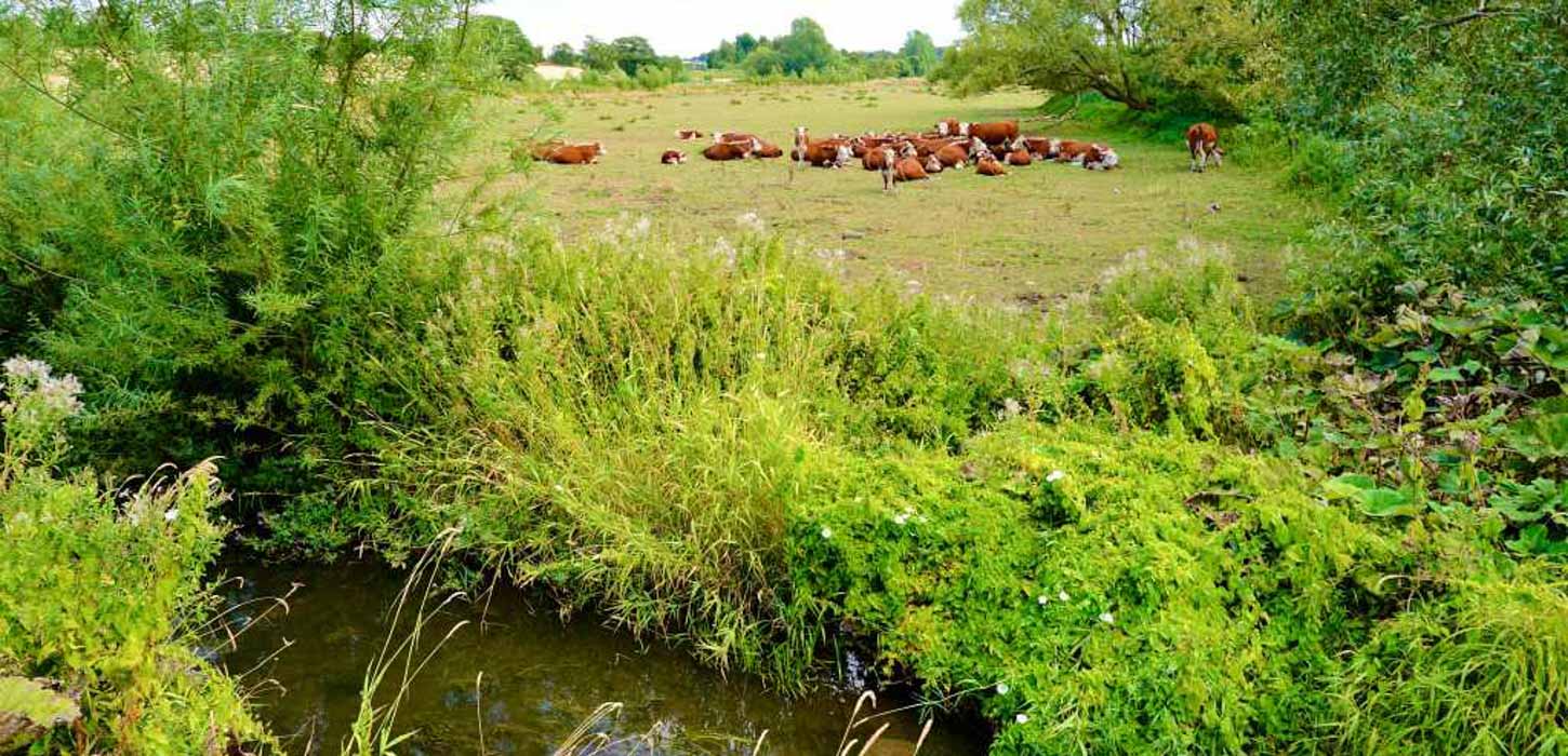 Vandløb i forgrunden omgivet af grøn mark, træer og en flok køer.