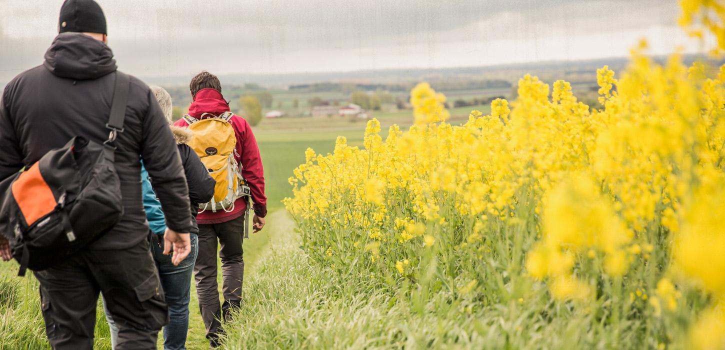 Tre vandrere er på vej ned af en bakke med gul rapsmark til højre for dem