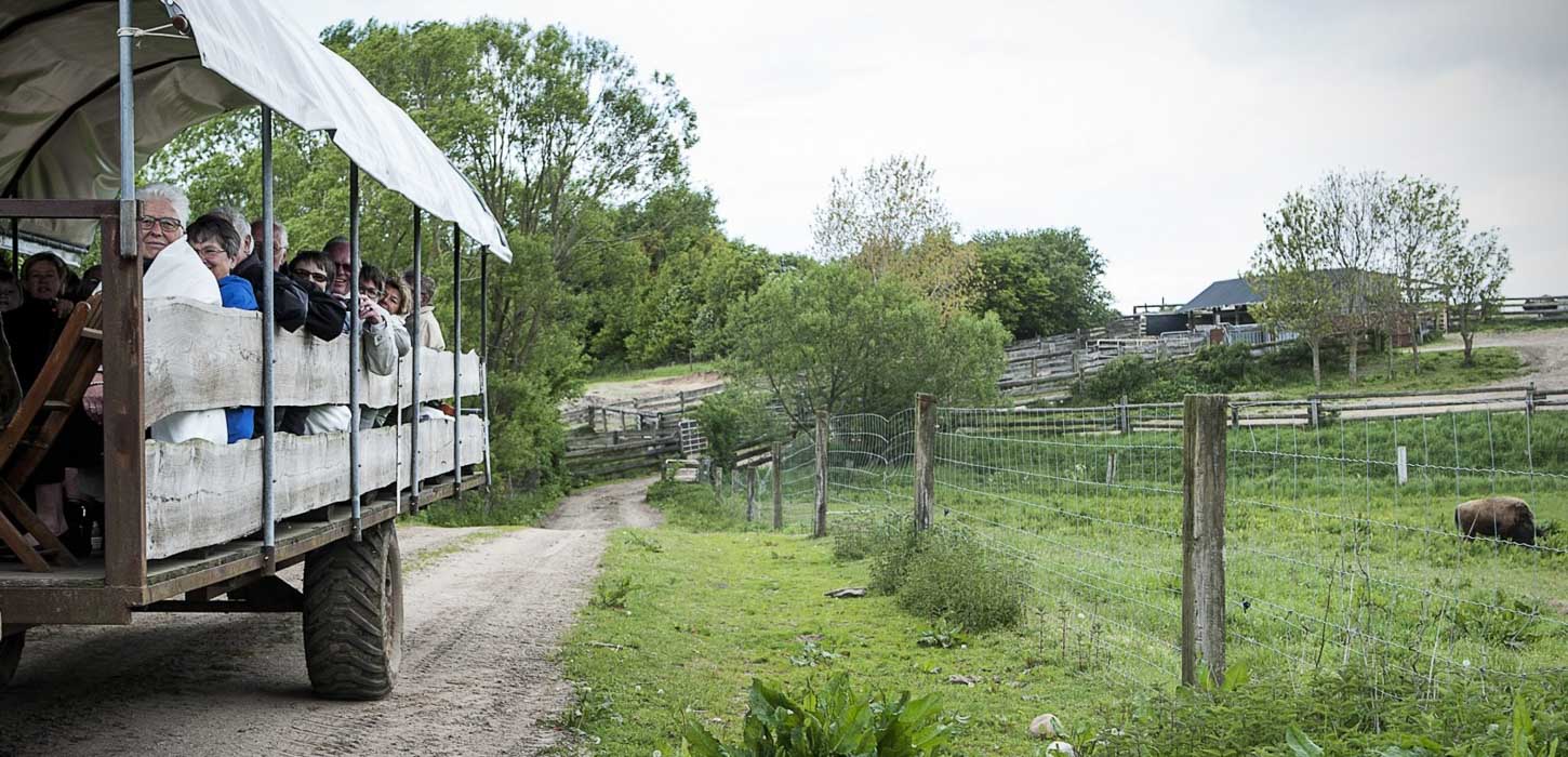 Ditlevsdal Bisonfarm