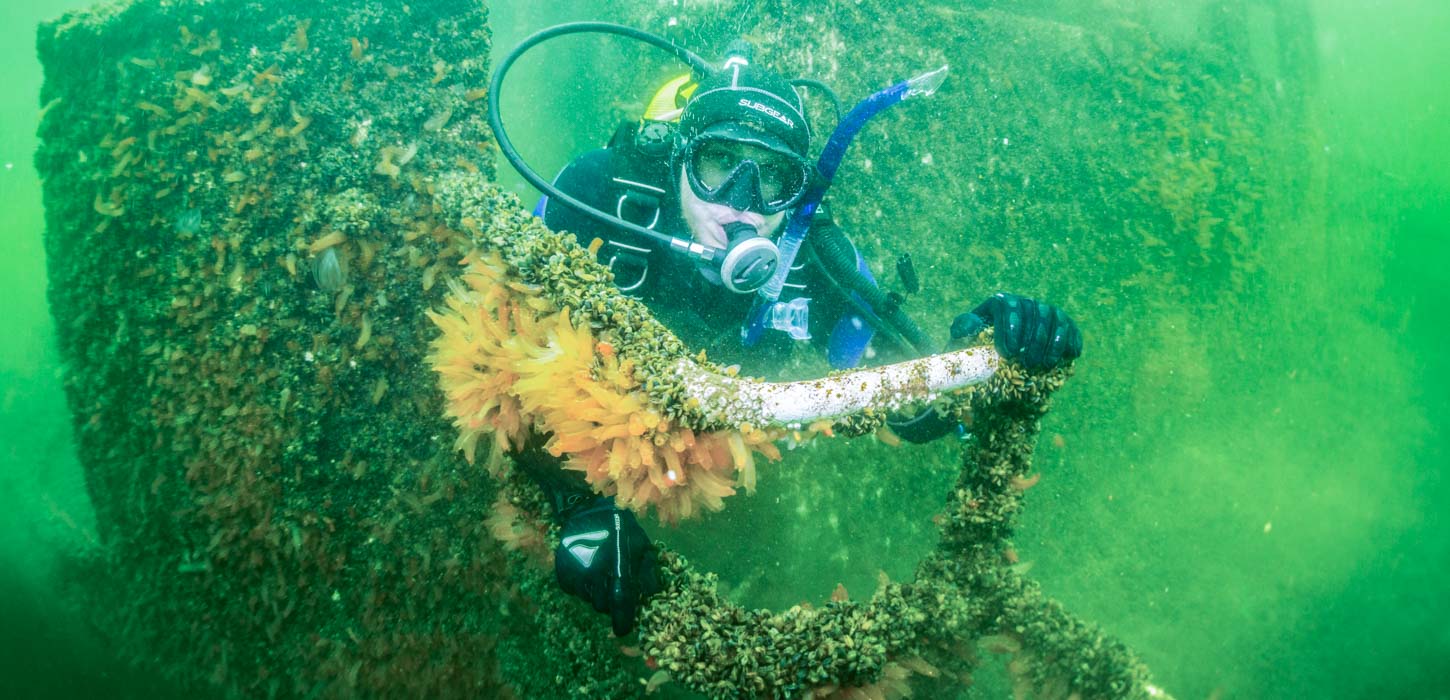 Dykning dyk diving aktiv hav Fyn øhavet