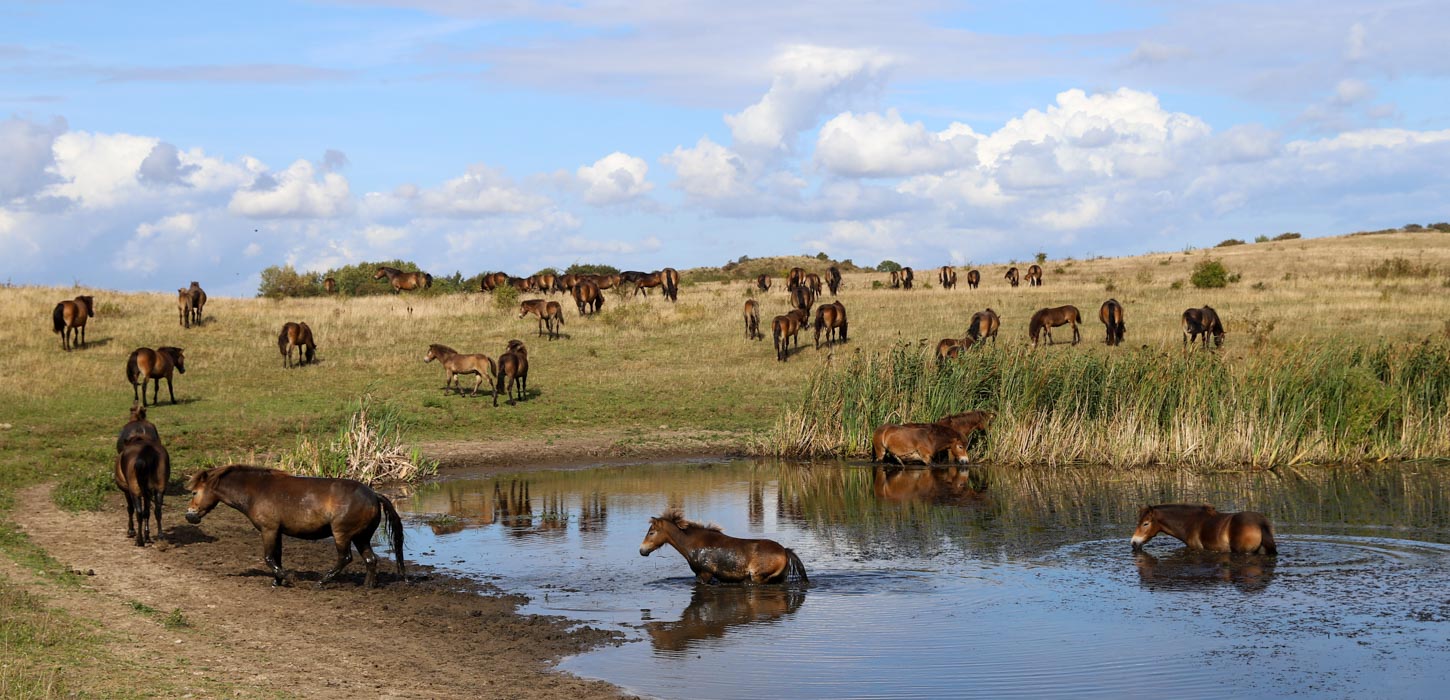 De vilde heste fra Langeland ved sø