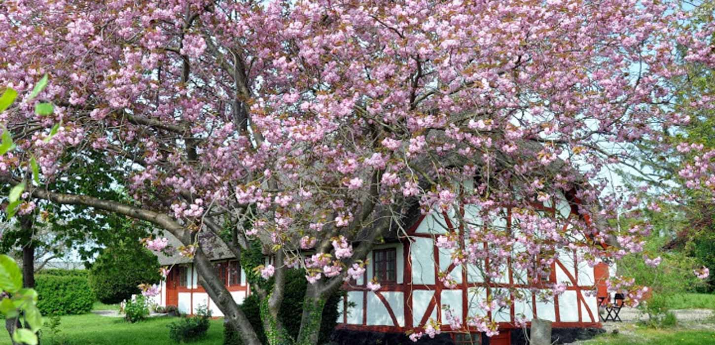 Et fyldigt blomstrende kirsebærtræ med lyserøde blomster foran et bindingsværkshus med rødt bindingsværk, der er omkranset af en have.
