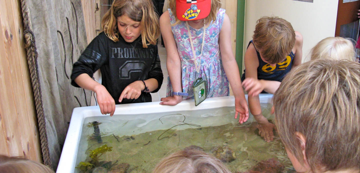 Fem børn står samlet omkring et hvidt kar med vand og noget levende nede i. De har hænderne nede i vandet.