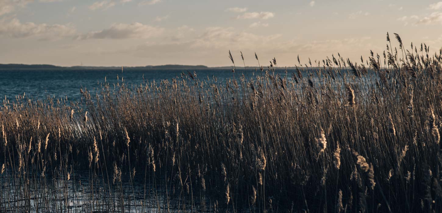 Havudsigt med en masse siv i forgrunden set i eftermiddagssolen.