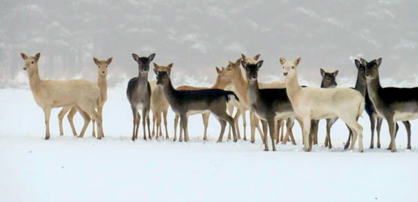 På jord dækket af sne står 14 dådyr. 7 hvide og 7 sorte.