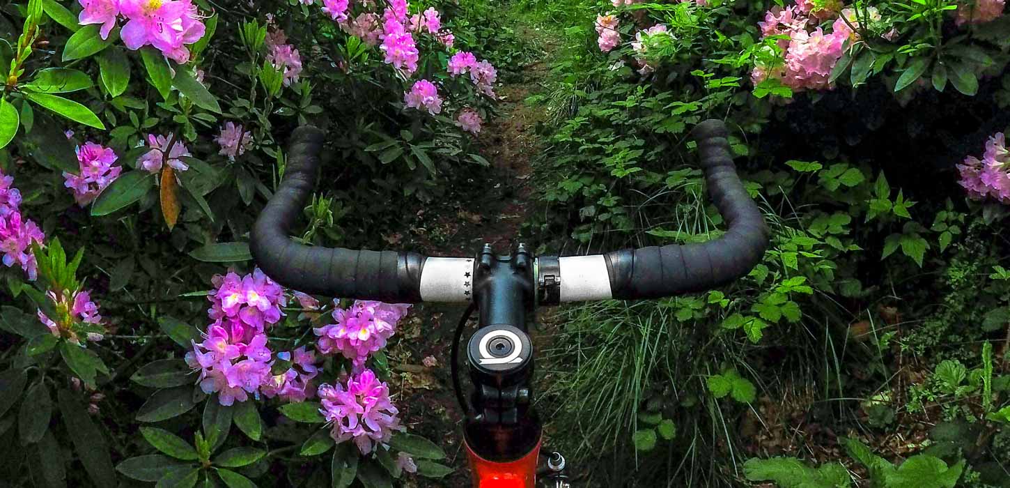 I midten af billedet ses et sort cykelstyr, som peger mod en cykelsti. På hver side af stien ses en busk med lilla blomster.