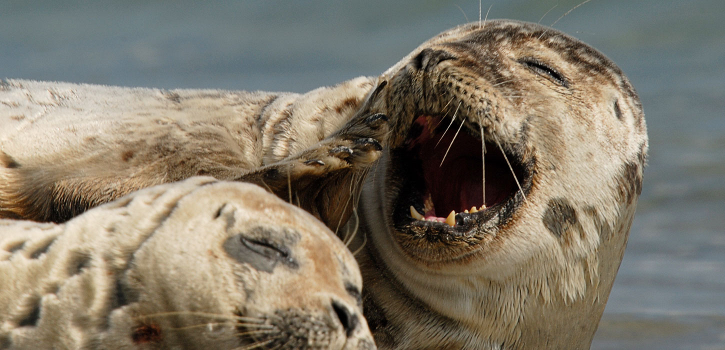 To sæler i Øhavet. De ligger i solen og den ene er vendt mod kameraet med lukkede øjne og åben mund.