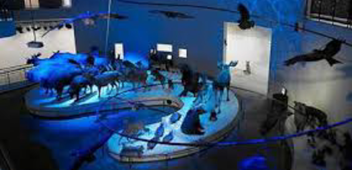 Udstillingsrum med udstoppede dyr set om natten i et blåt lys. 