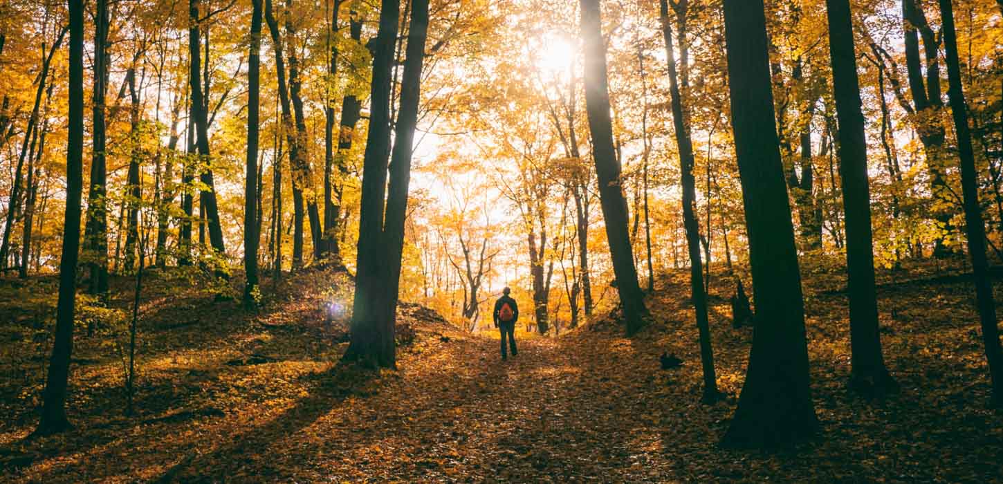 Mand står midt i en orange skov.