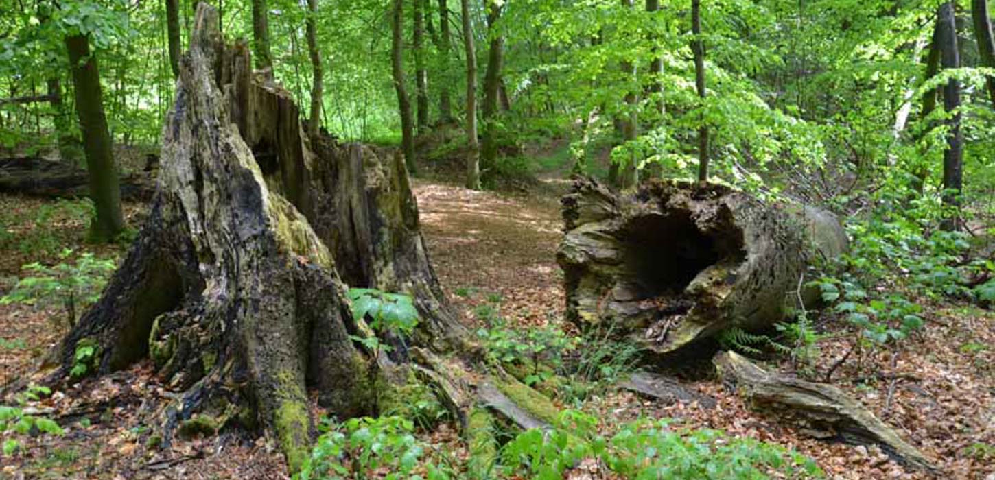 Et billede fra Hesbjerg slot skov af en stor træstubbe. Til højre fra stubben ligger et væltet træ hvor man kan se ind i den hule stamme. 