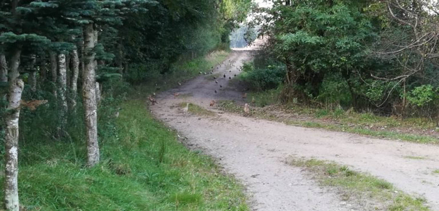 Grussti gennem skov med blandede grønne træer og buske. Stien forsvinder ud i horisonten.