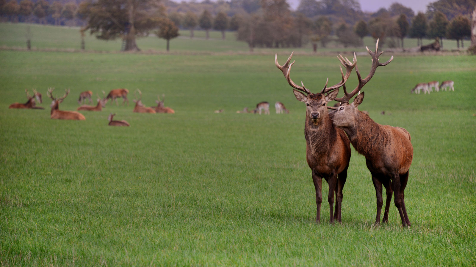 På en grøn mark stor der i forgrunden to rådyr med store horn op ad hinanden. I baggrunden kan man se en flok rådyr ligge i det grønne græs.