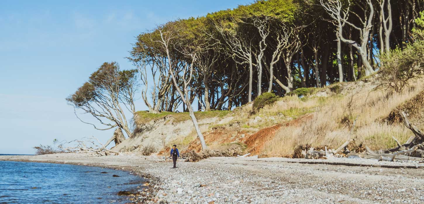 Kvinde går på stranden på Æbelø. Gamle træer ses i baggrunden.