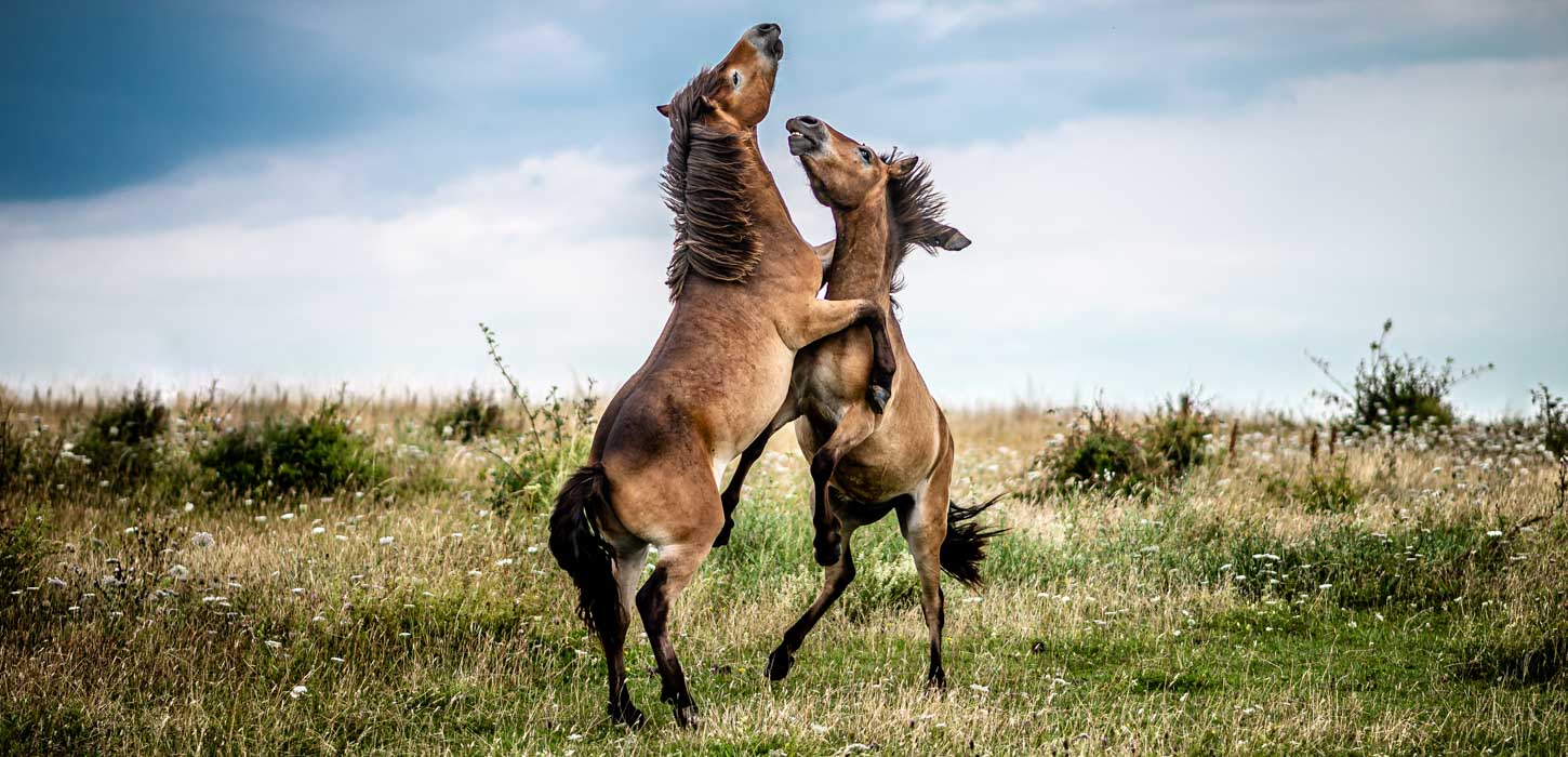 vilde heste langeland natur sommer 
