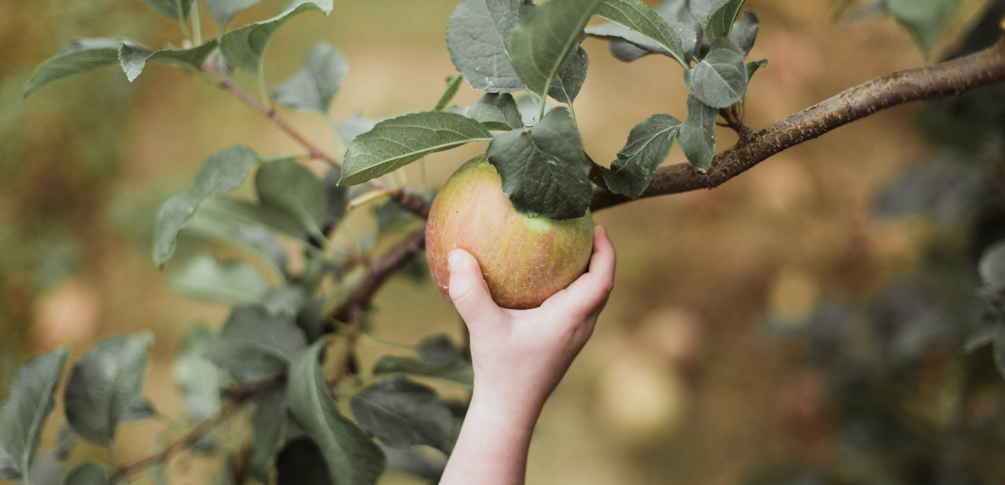 En hånd plukker et æble.