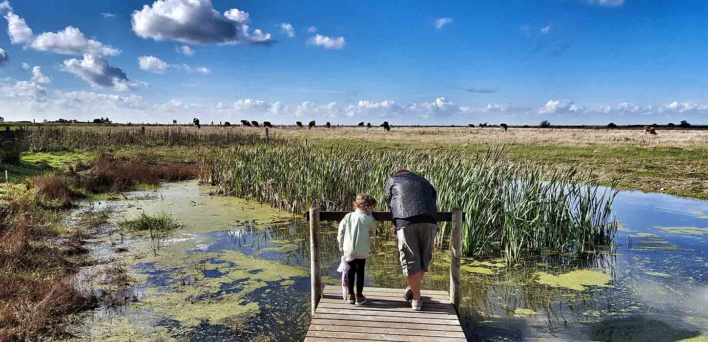 En voksen og et barn står med ryggen til på en lille træbro, der går ud i vandområde med siv og strandeng.
