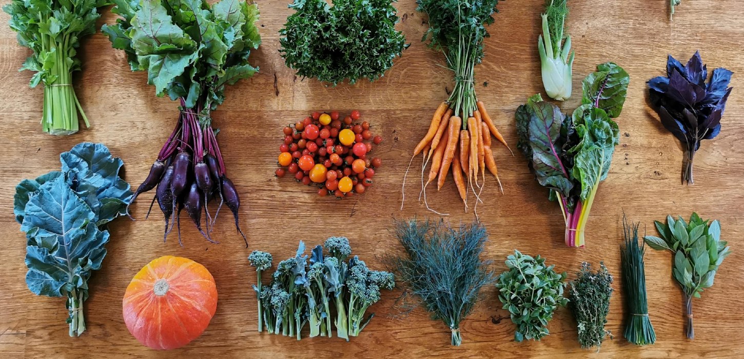 Et bord med friske grøntsager. Kålblade, hokkaido, små rødbeder, tomater, broccoli, forskellige krydderurter, gulerødder med top, bladbede og fennikel