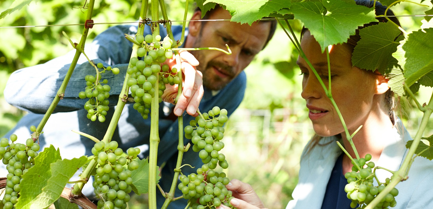 En mand og en dame står og kigger på grønne vindruer.