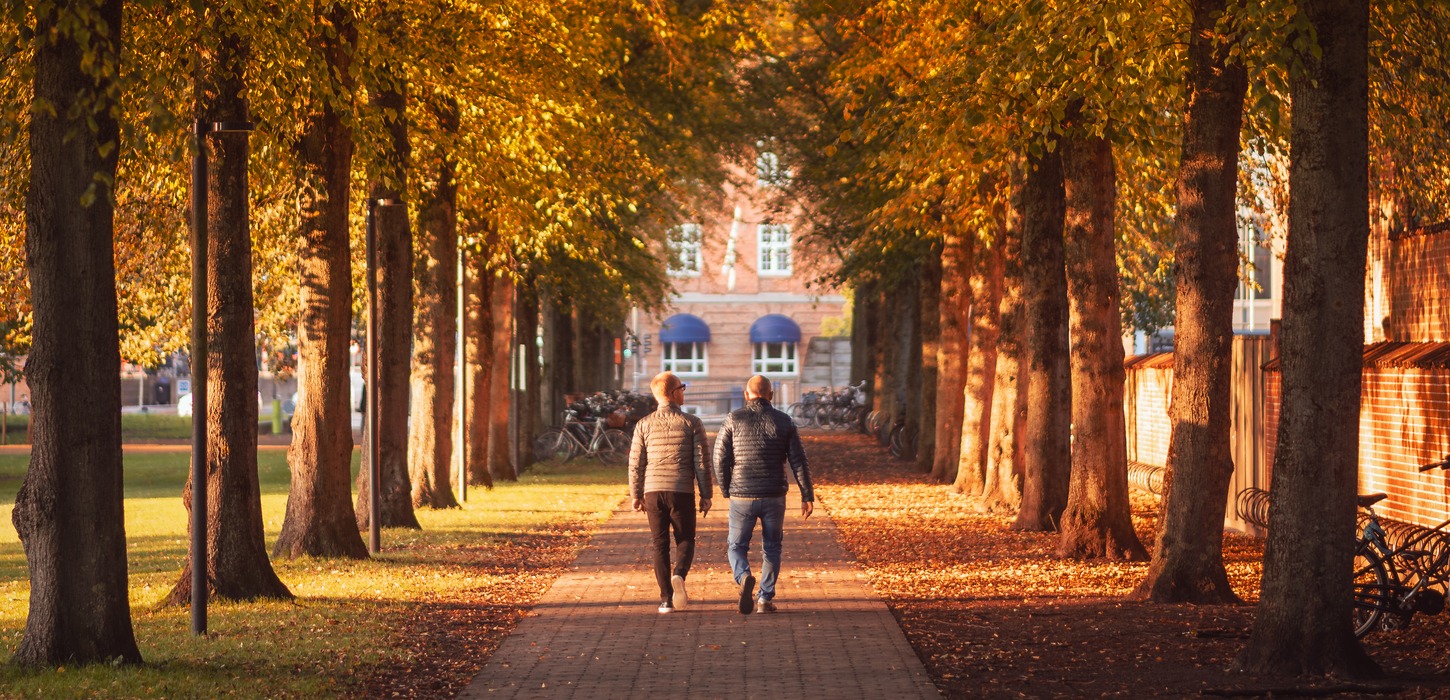 To personer med ryggen til går på sti i Kongens Have i Odense omgivet af symmetriske rækker af træer i efterårsfarver til begge sider. For enden af stien kan den gamle banegårdsbygning skimtes.