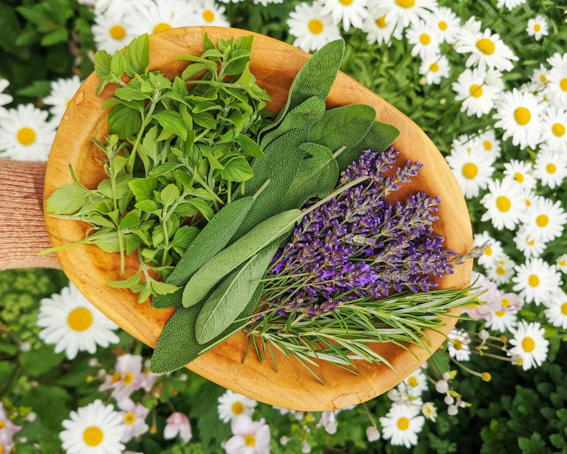 Bambuskurv med friske urter. Lavendel, salvie, rosmarin og oregano.