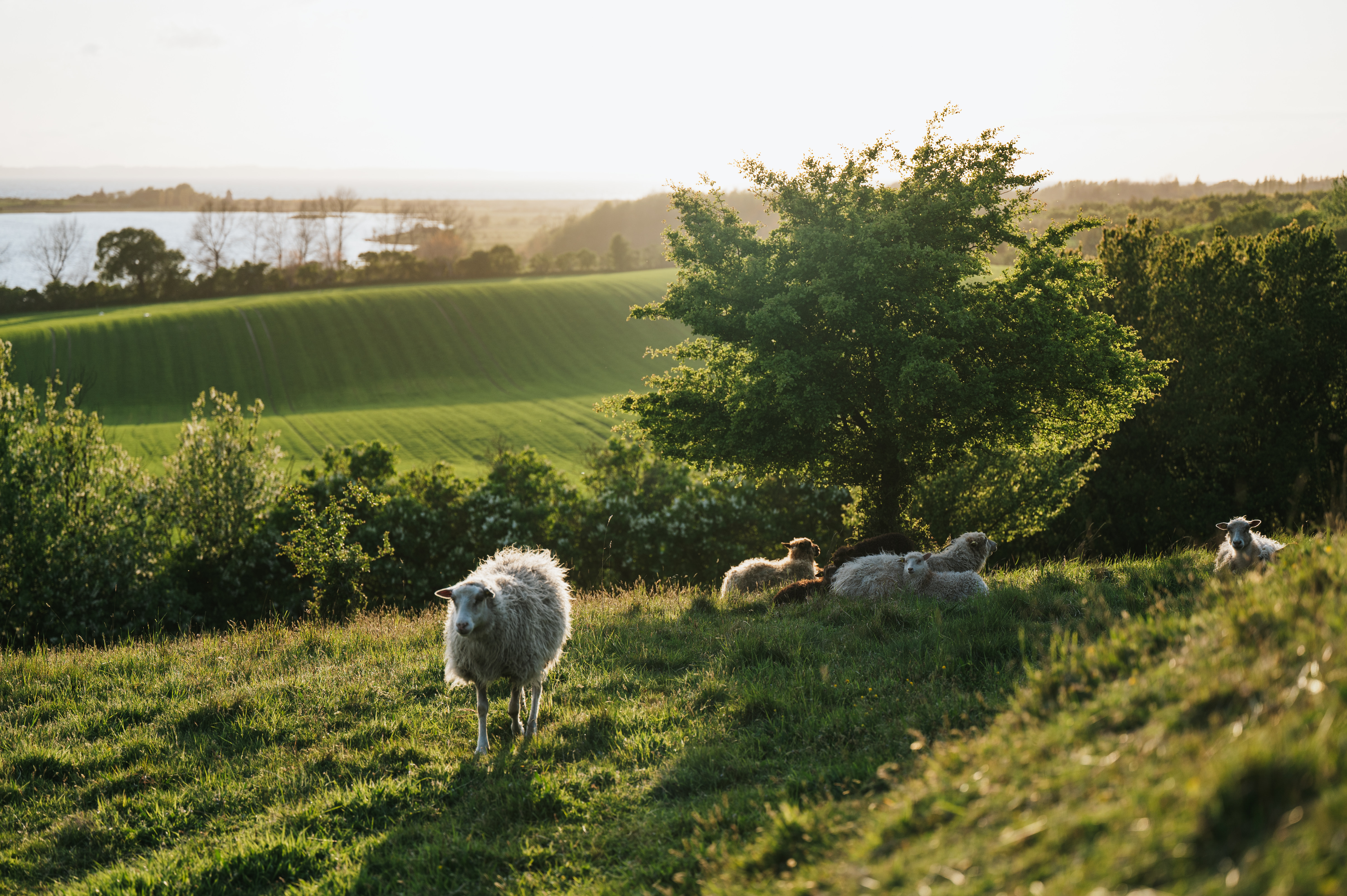 Får slapper af på en grøn mark på en solskinsdag.