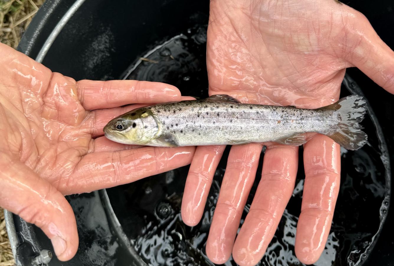 Smolt holdes af våde hænder henover en spand med vand