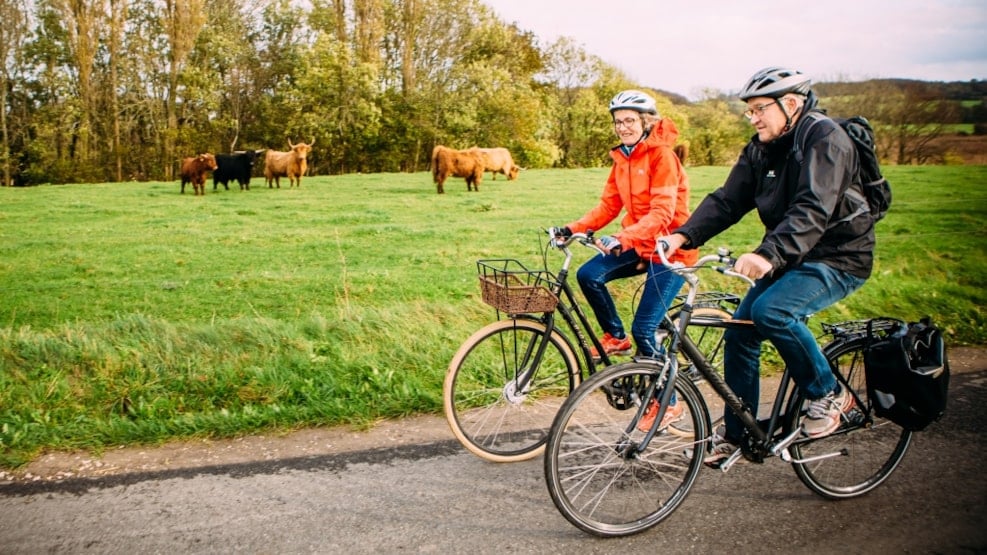 To personer cykler forbi køer på en mark.