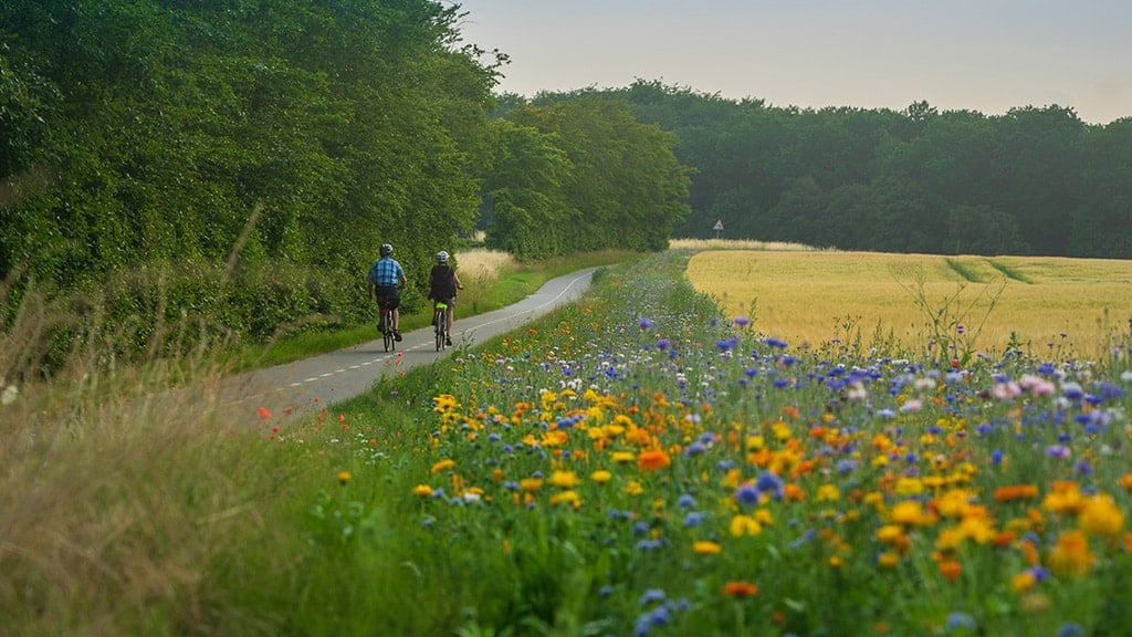 To personer cykler ned ad en landevej.