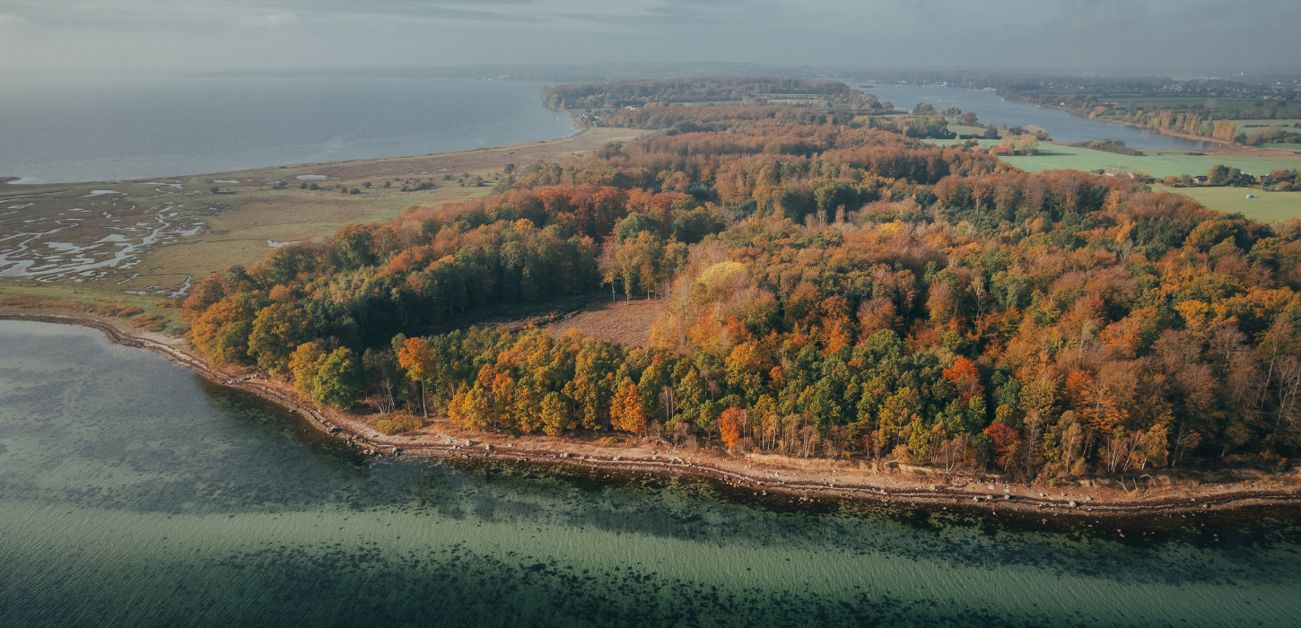 Dronefoto af Thurø Rev - falmede træer, strand og rev