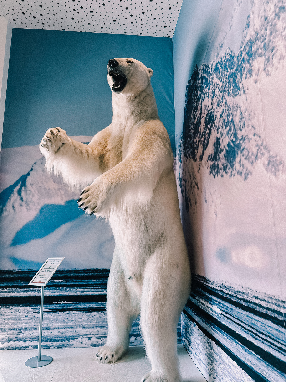 En udstoppet isbjørn i en museumsudstilling
