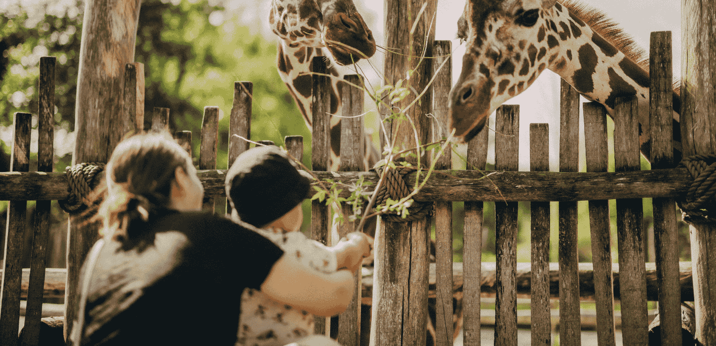 En mor står med sit barn foran sig og rækker grene ind over en indhegning til to giraffer