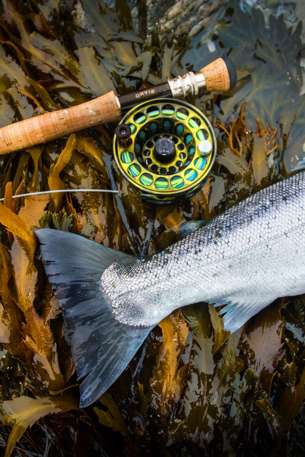 Et billede af bagkroppen af en sølvfarvet fisk og håndtaget af en fiskestang med hjul og line
