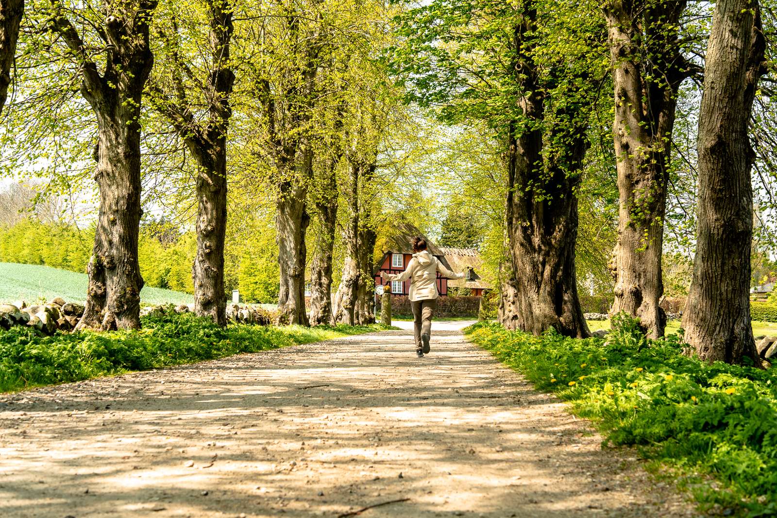 En person er på vej ned af en vej med store grønne vejtræer på hver side