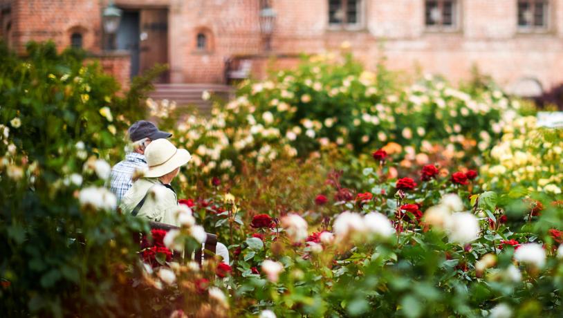 En ældre kvinde med lys sommerhat og en ældre mand med mørk kasket sidder omgiver af blomstrende roser og blomster til alle sider.