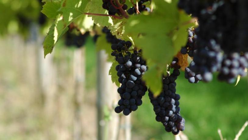 Vinrute - Vandring & Vin