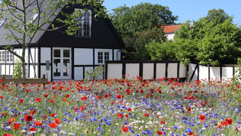 Idyllisk hvidt bindingsværkshus med sort tag på Bjørnø. I forgrunden en blomstrende mark af blå, røde og hvide sommerblomster.