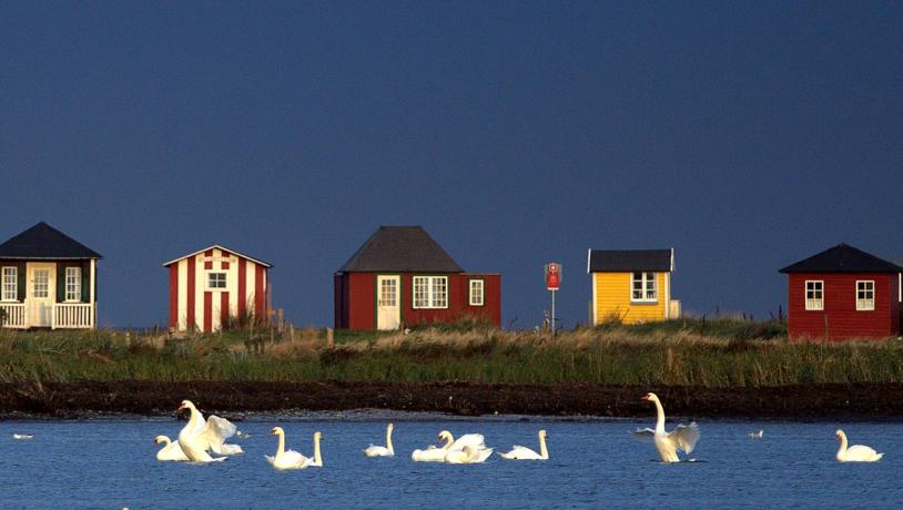 svaner og små huse ved Vesterstrand, Ærøskøbing, Ærø 